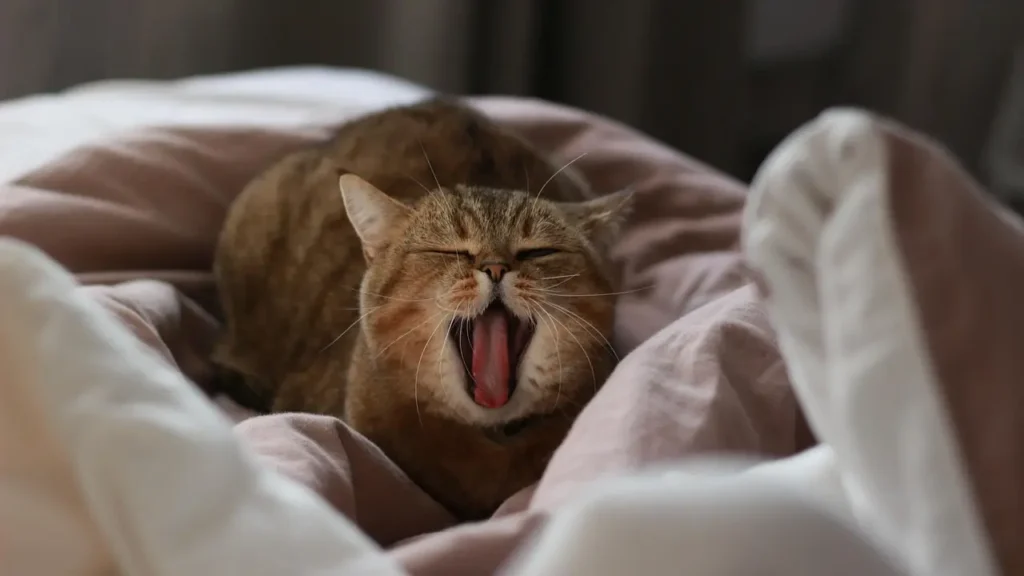 침대 위에서 입을 크게 벌리고 하품을 하며 나른하게 누워있는 갈색 고양이